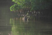 raccoon_1