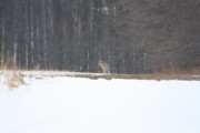 coyote