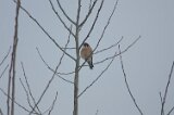 Kestrel
