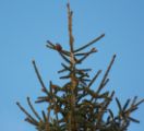 red_crossbill_2