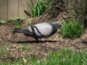rock_dove_052007