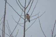 Kestrel