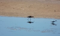 Glossy_Ibis_1